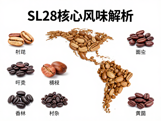 SL28的核心风味图谱解析