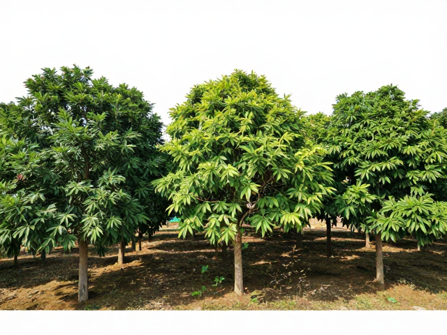 人工遮阴树的品种筛选与生态功能