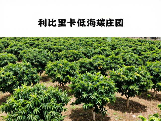 利比里卡低海拔庄园种植，人工遮阴树标准化连片种植技术解析