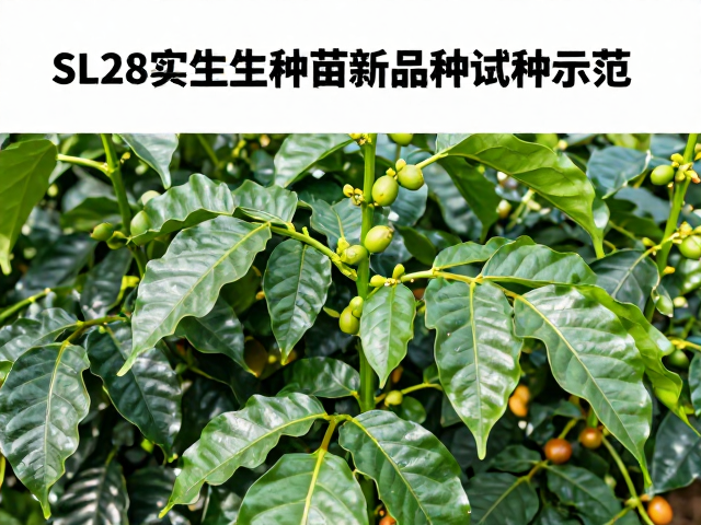 高产潜力与抗病机制的科学解析