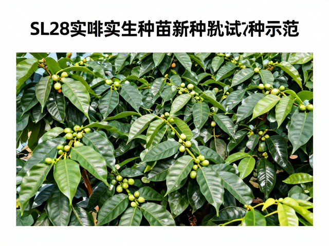 经济效益评估与市场定位分析