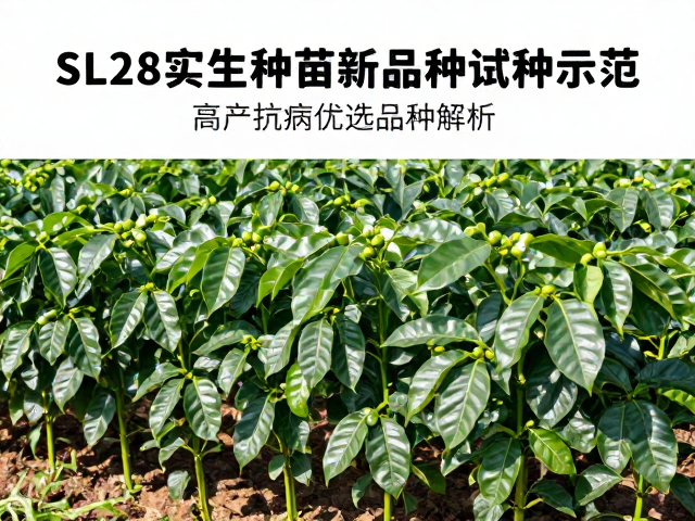 实生种苗种植技术与田间管理要点