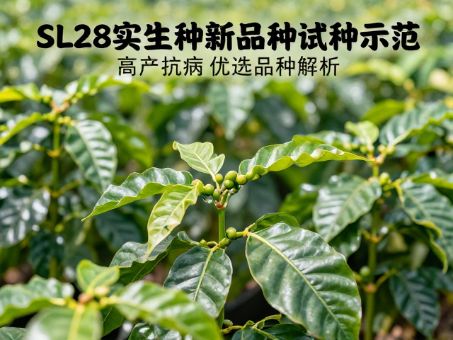 SL28咖啡实生种苗新品种试种示范,高产抗病的优选品种解析