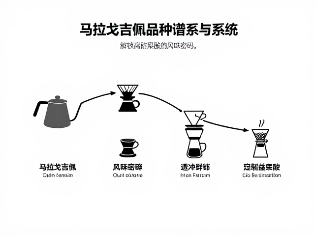 马拉戈吉佩品种谱系与手冲曲线，解锁高甜果酸的风味密码