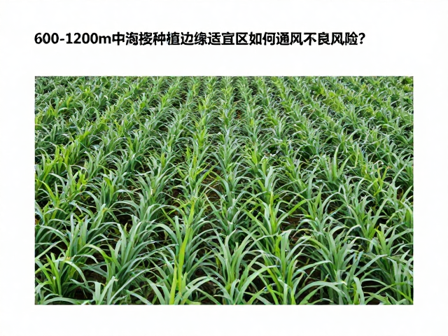 作物冠层结构与株行距调控