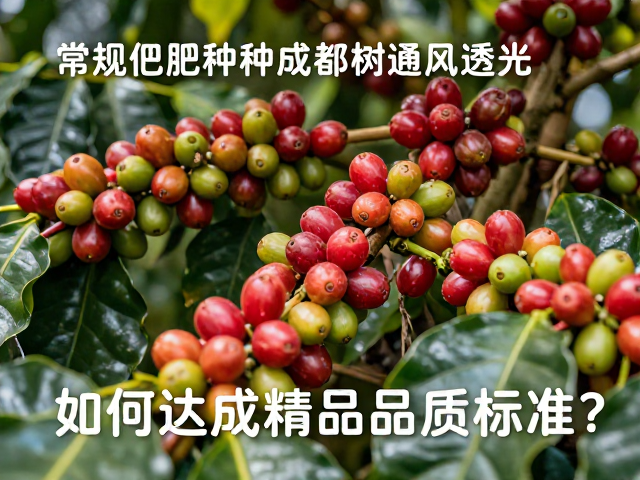 采收成熟度与初加工对风味的锁定