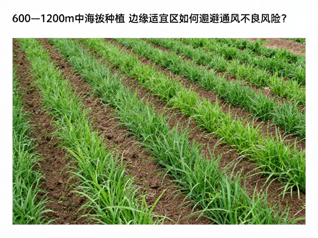 土壤水分管理与蒸腾调节