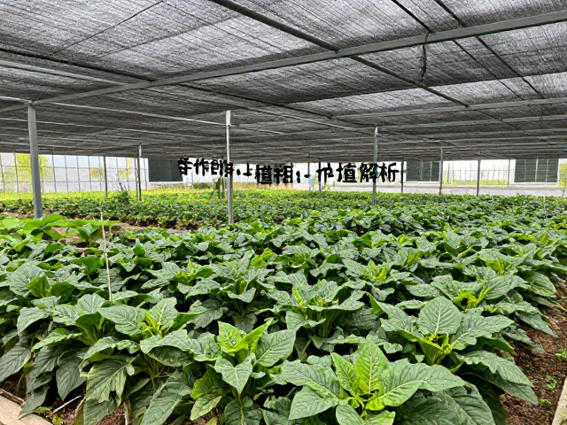 合作社联合种植有机基地，季节性遮阴调控技术解析