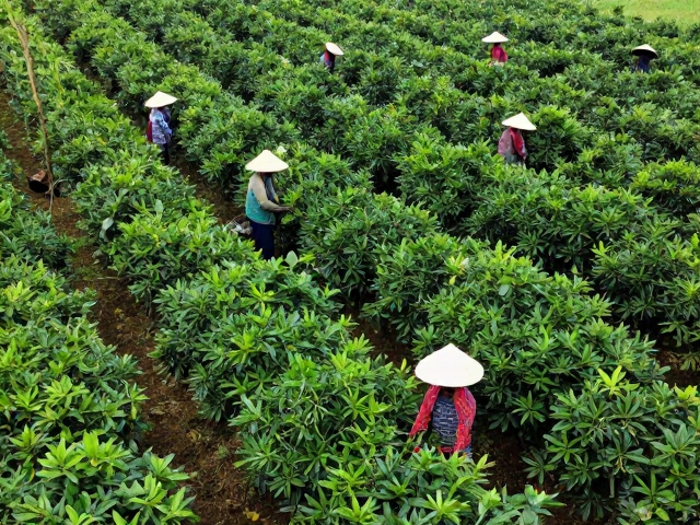 采摘与初加工的处理流程