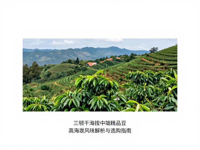 三顿半海拔中端精品豆，高海拔风味解析与选购指南