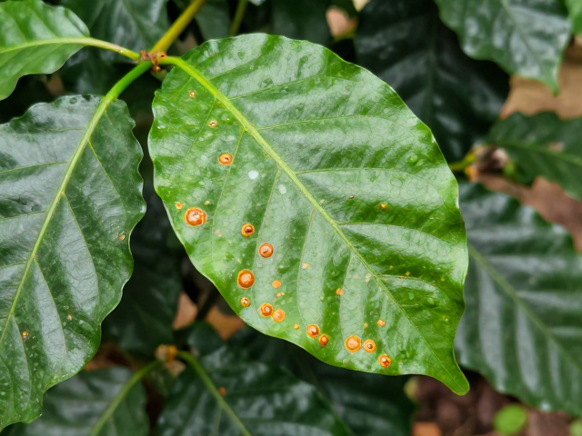 综合种植管理与生态调控体系构建