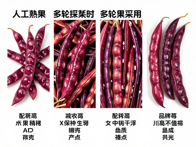品质一致性与长期种植效益的关联