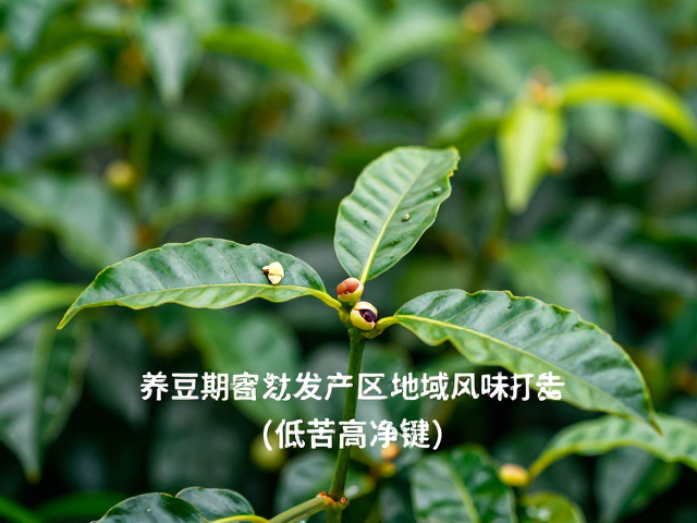 低苦高净感的感官构建与工艺关联