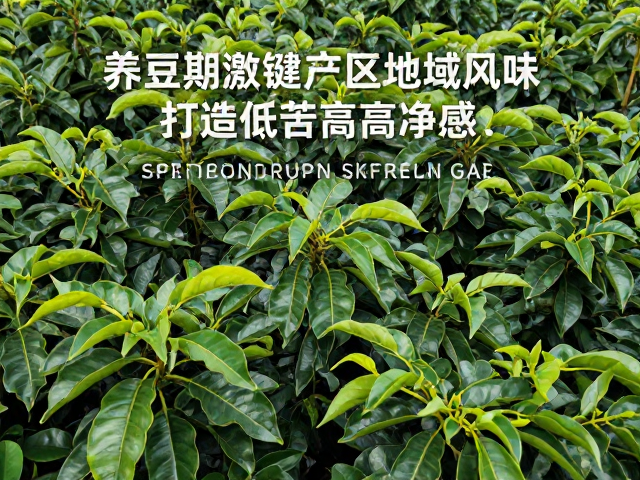 产区风味的差异化呈现与时间窗口