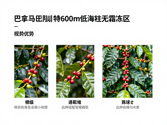 品种适配与农艺管理策略