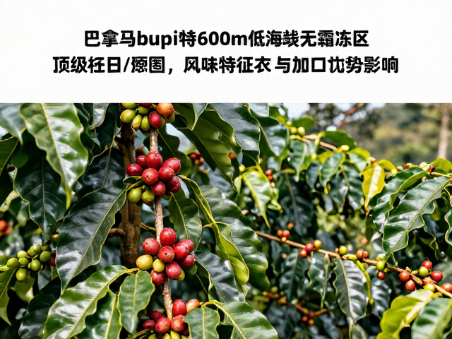 风味特征与加工工艺的影响