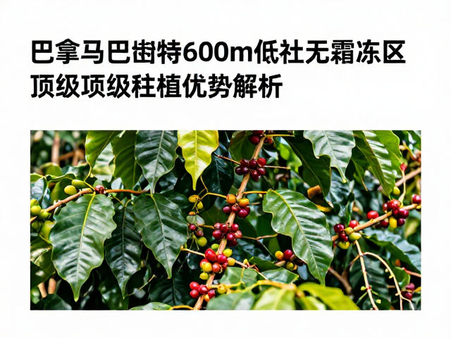 市场定位与可持续发展实践