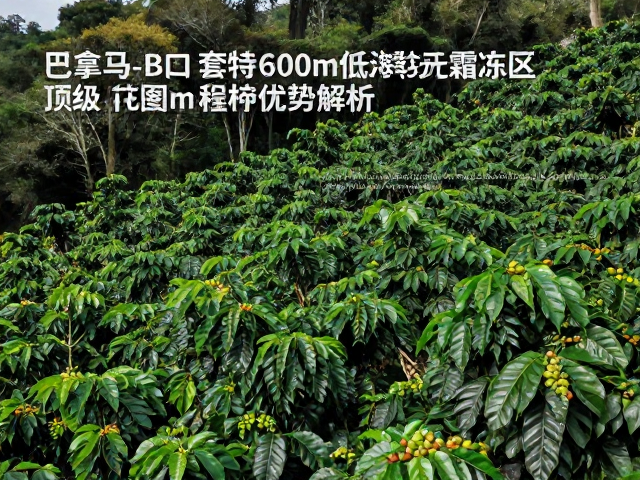 巴拿马波奎特600m低海拔无霜冻区,顶级咖啡种植优势解析