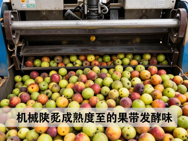 机械化震动采收致过熟果带发酵味?详解成熟度混杂风险与应对
