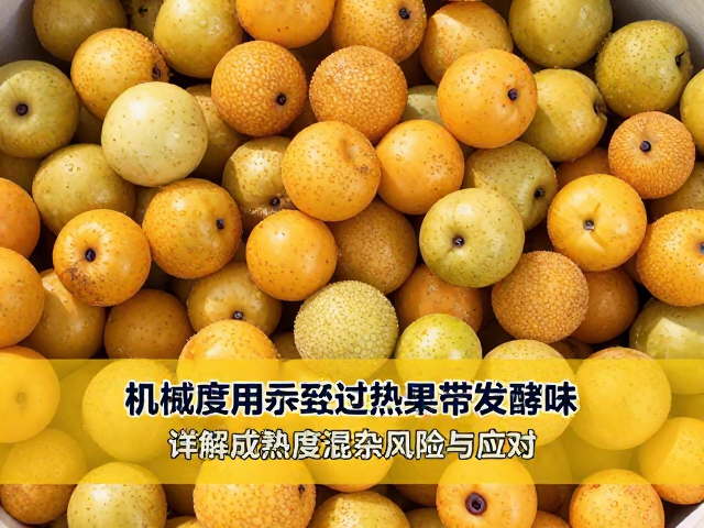 成熟度混杂引发的发酵风险机制