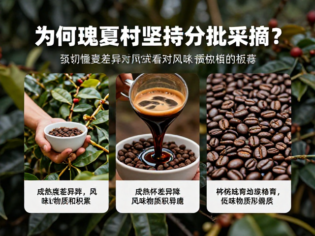 为何瑰夏村坚持分批采摘？解析咖啡杯测一致性的关键
