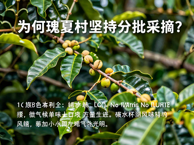 微气候与光照对单株风味的塑造