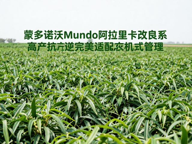 高产潜力与抗逆表现