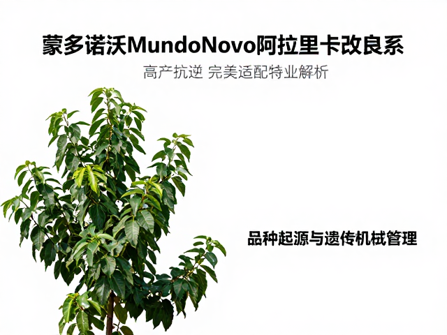 品种起源与遗传特性解析