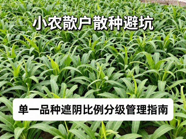 小农散户散种避坑，单一品种遮阴比例分级管理指南