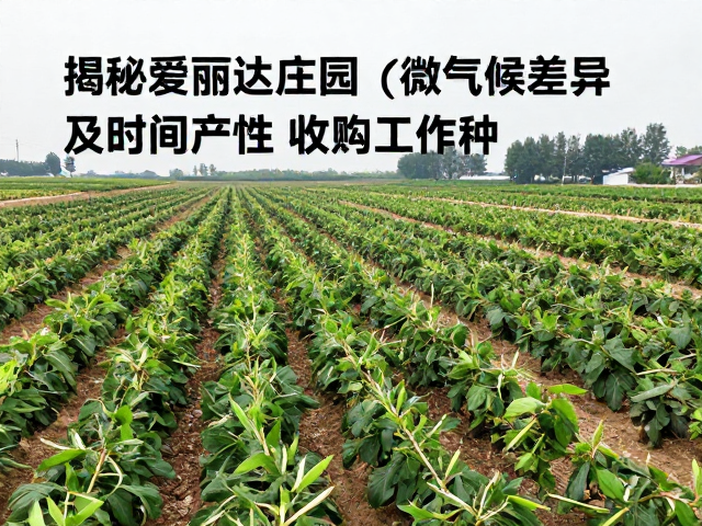 品质一致性与市场反馈的关联