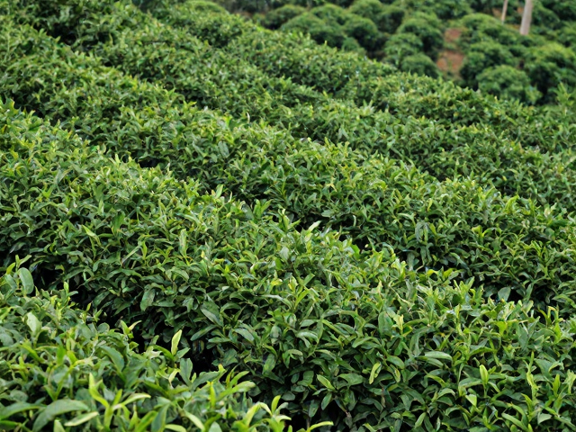 深耕茶山，共建可持续生态社区