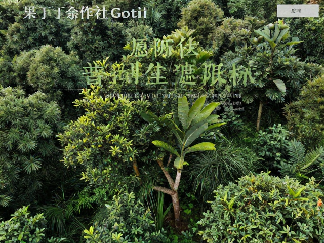 果丁丁合作社Gotiti普洱生态遮阴林，源头直供好茶