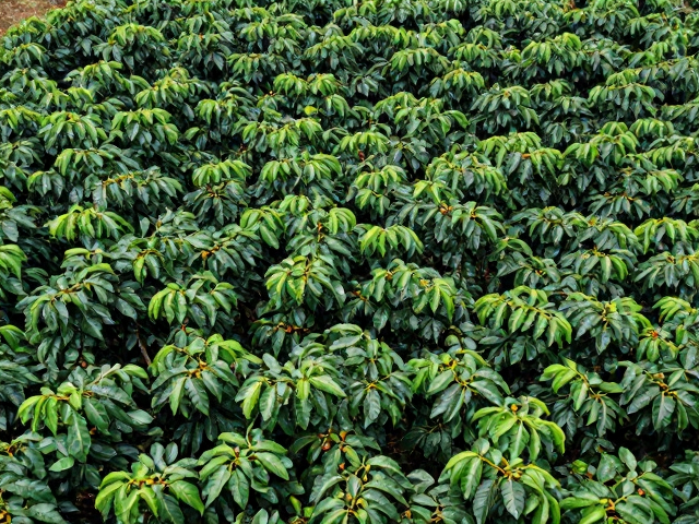 中高海拔环境适配与密植技术要点