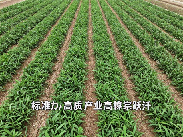 低产困境向高质产出的技术跃迁