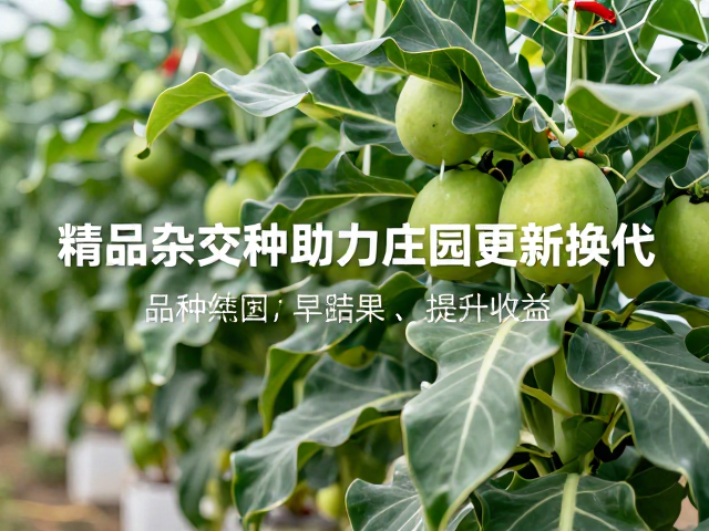 F1精品杂交种助力庄园更新换代,早结果性提升收益
