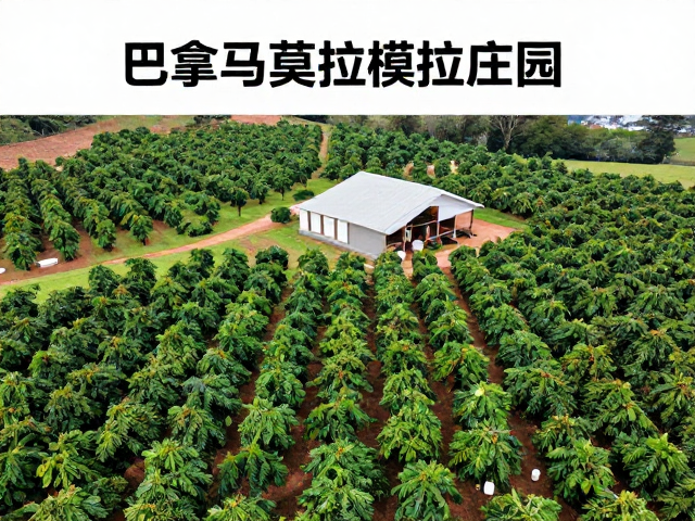庄园规模对咖啡豆处理工艺与品质一致性的影响