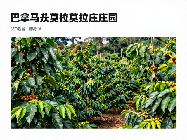 巴拿马咖啡出口数据与莫拉莫拉庄园的市场定位