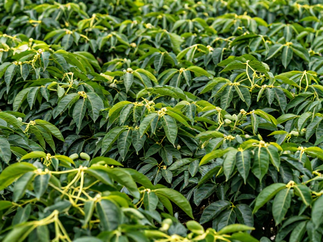 阿拉比卡精品种植，生物防治打造专属试验田