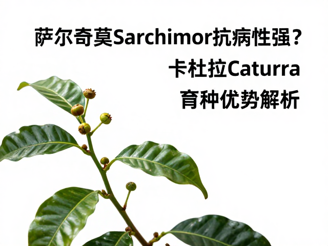 卡杜拉Caturra的育种优势与品质特征