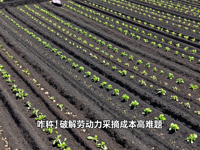 采摘环节的省力化改造与组织优化