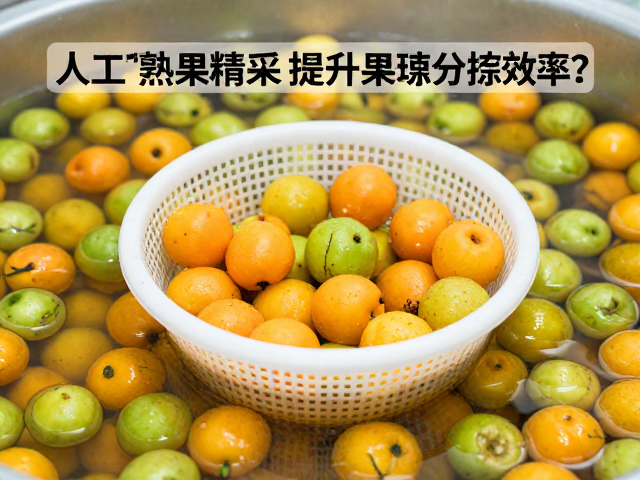浮选环境与果实物理特性的匹配机制