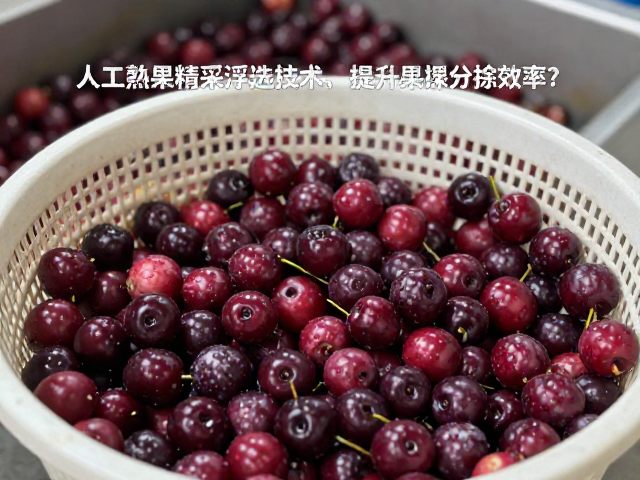 分拣效率提升的操作流与数据反馈