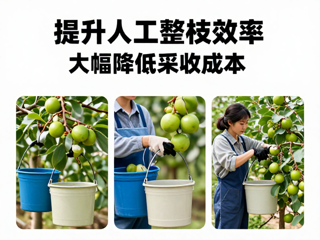 整枝修剪与采收的协同作业流程