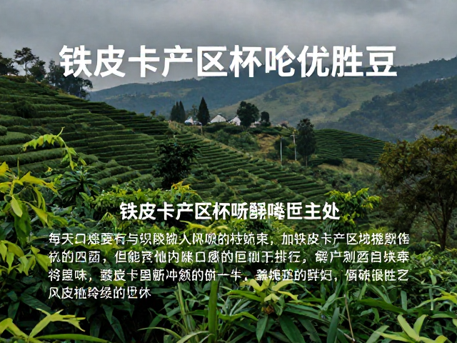 铁皮卡产区杯测优胜豆,风味描述与独特口感解析