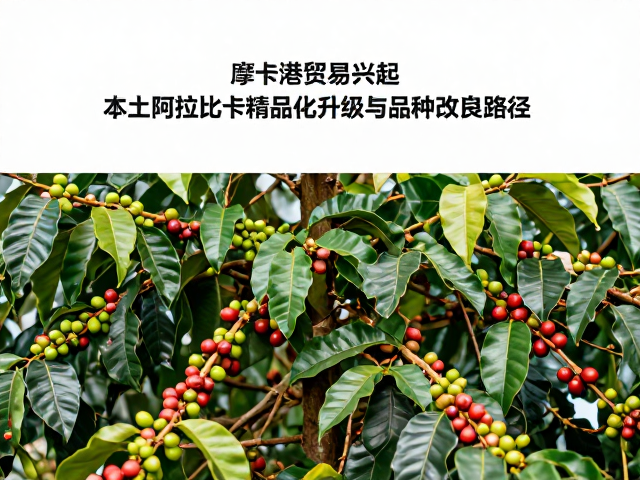 本土阿拉比卡品种的自然遗传特性与改良挑战