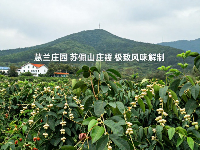 慧兰庄园与苏佩山庄园，高海拔种植贝壳豆的极致风味解析