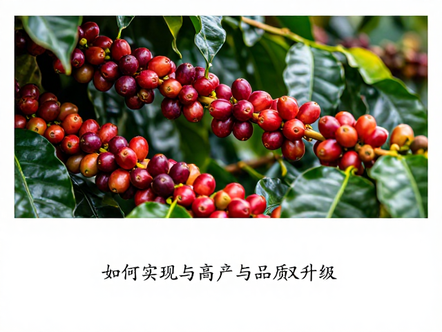 品质重塑：从田间到杯中的风味锁定