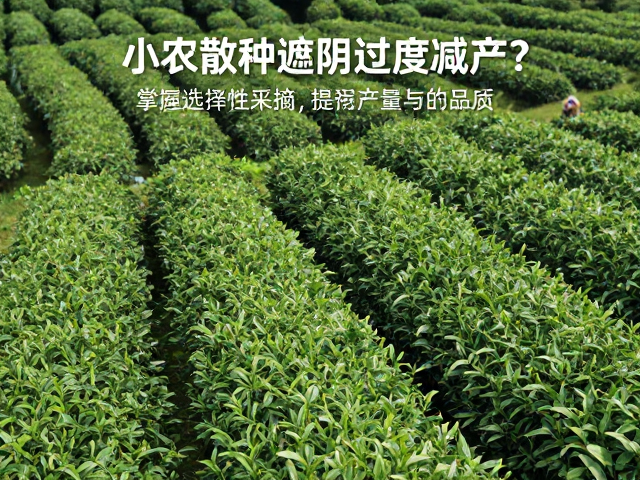 构建动态光照管理与选择性采摘体系