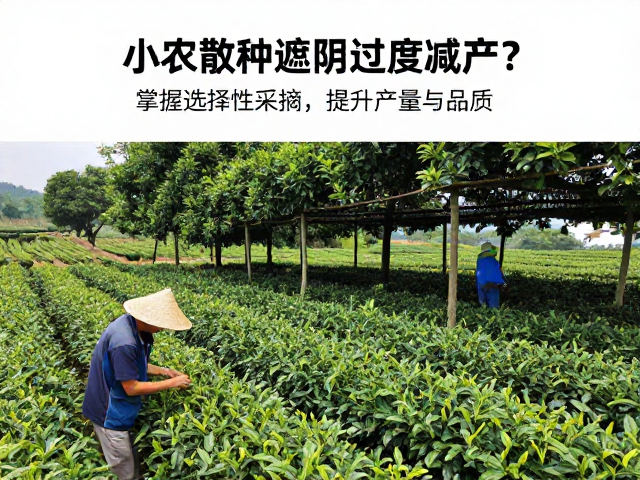 优化遮阴设施与辅助栽培措施