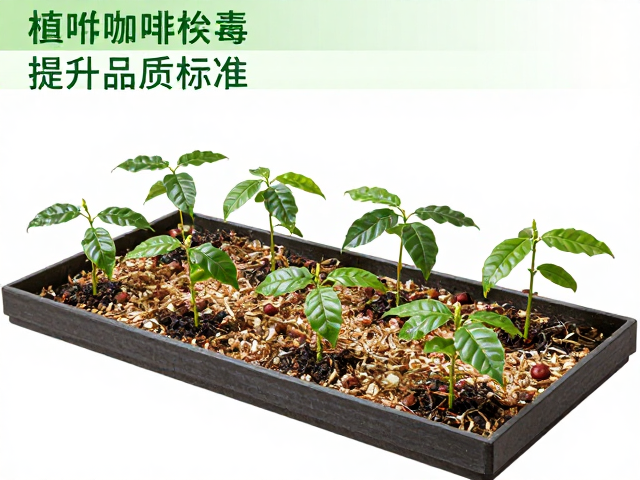 精品咖啡种植，苗床消毒与生物防治病虫害，提升品质标准